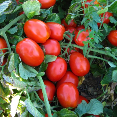 Томат Рустико F1 (5000 с)