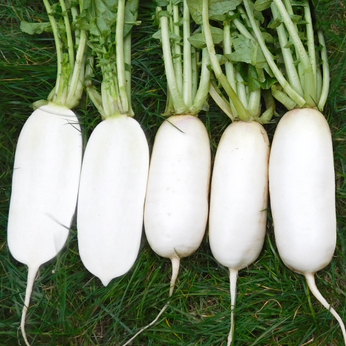 Дайкон Пиноккио Бианка F1 (5000 с)