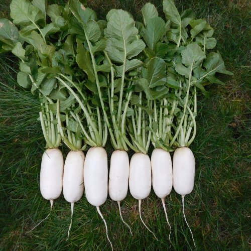 Дайкон Чилиндро F1 (5000 с)