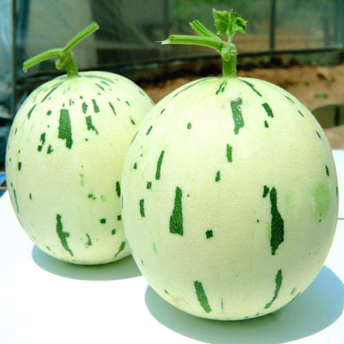 Дыня Далматин F1 (1000 с)