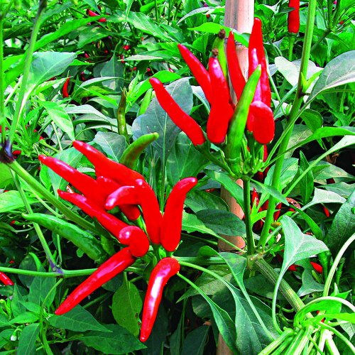 Перец острый Хай Флай F1 (1000 с)