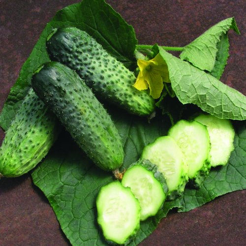 Огурец Авелла F1 (1000 с)