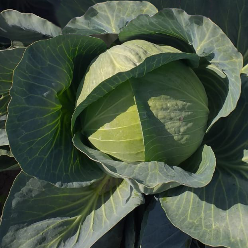 Капуста б/к Эмма F1 (1000 c)