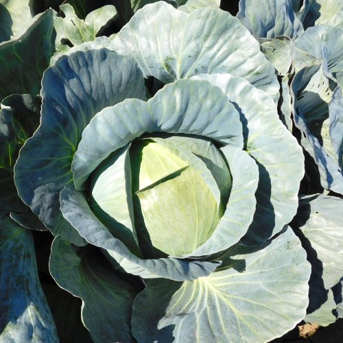 Капуста б/к Легион F1 (1000 с)