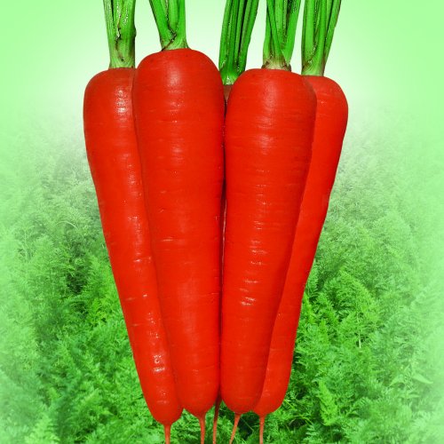 Морковь Курода Шантанэ (500 г.)