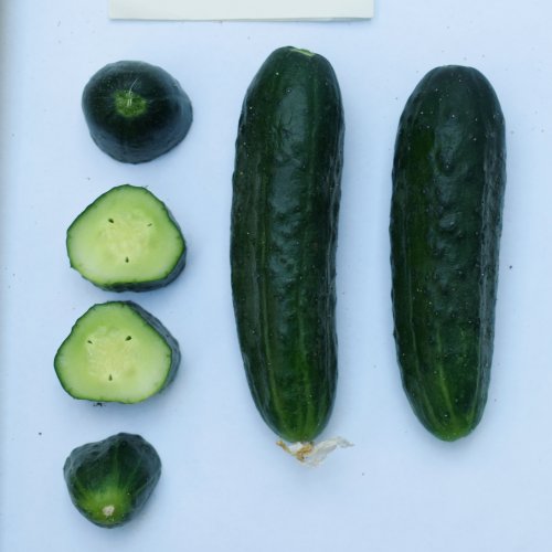 Огурец Алекс F1 (1000 с)