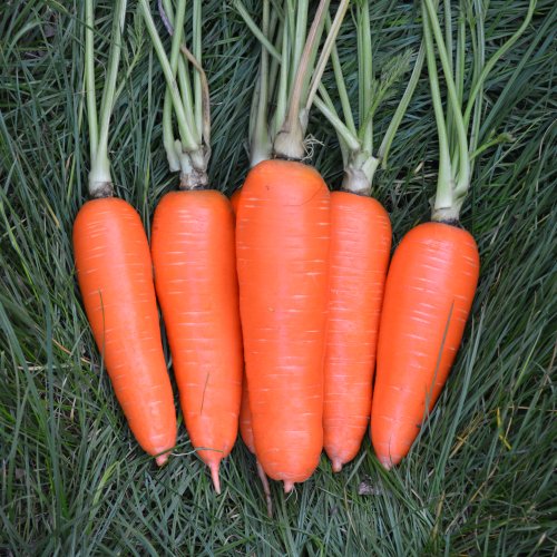 Морковь Аджанта F1 (200 тыс.с)