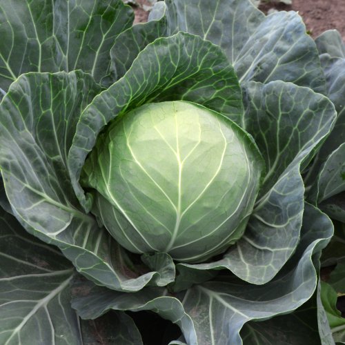 Капуста б/к Алина F1 (1000 с)