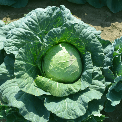 Капуста б/к Глобус F1 (1000 с)