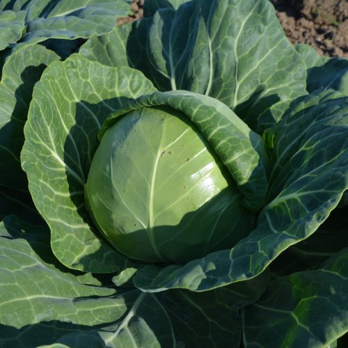 Капуста б/к Сапсан F1 (1000 с)