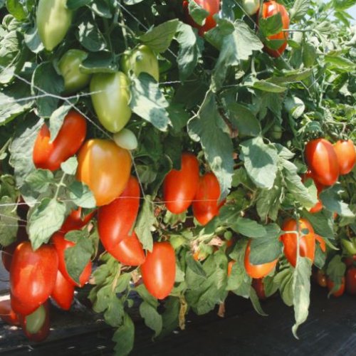 Томат Тиго F1 (1000 с)