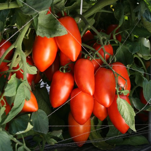 Томат Анзор F1 (1000 с)