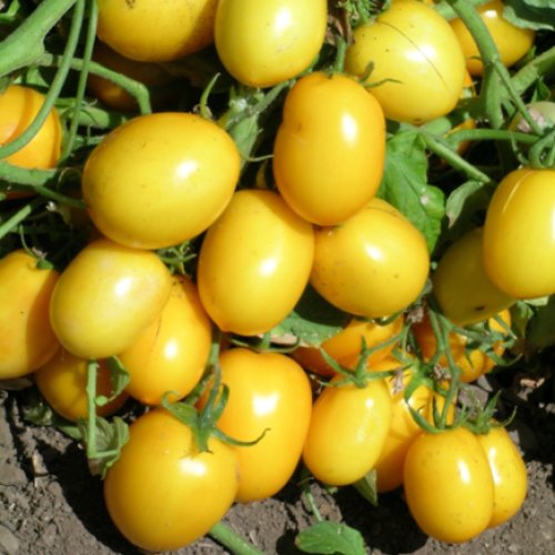 Томат Еллоу Ривер F1 (1000 с)