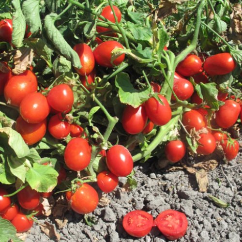 Томат Престомех F1 (5000 с)