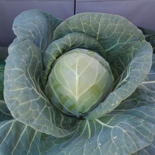 Капуста б/к Фул Мун F1 (1000 с)