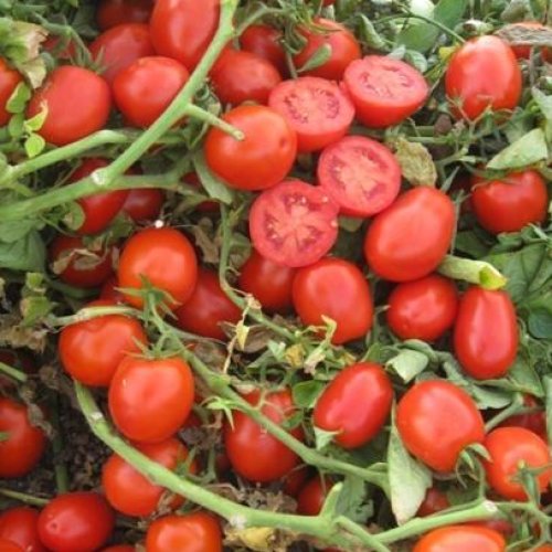 Томат UG 124 F1 (5000 с)