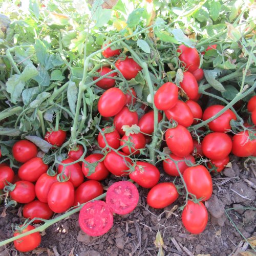 Томат UG19806 F1 (5000 с)