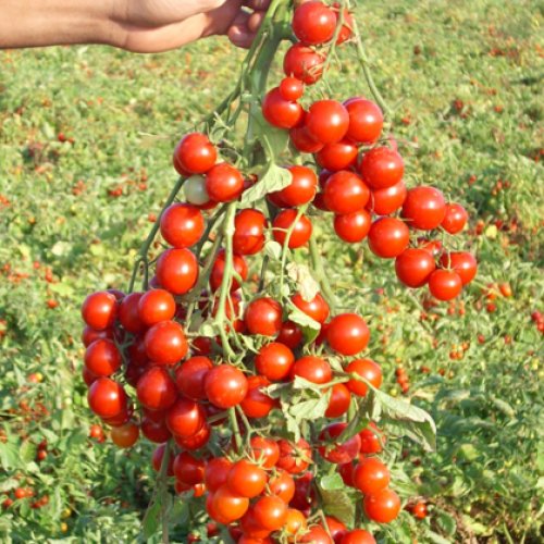 Томат Стромболино F1 (5000 с)