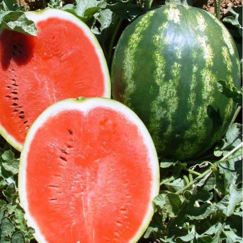 Арбуз Оли Кримара F1 (1000 с)