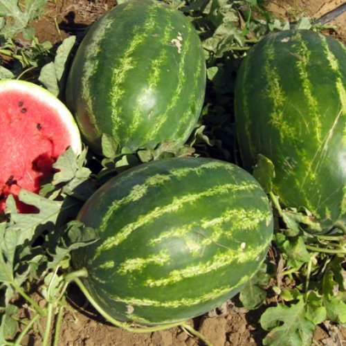 Арбуз Мегакримсон F1 (1000 с)