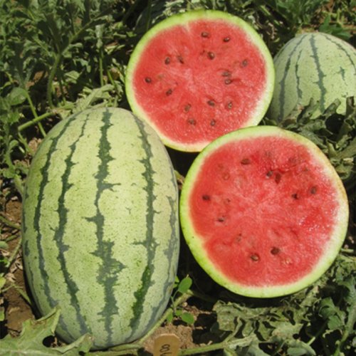 Арбуз Мадубала F1 (1000 с)