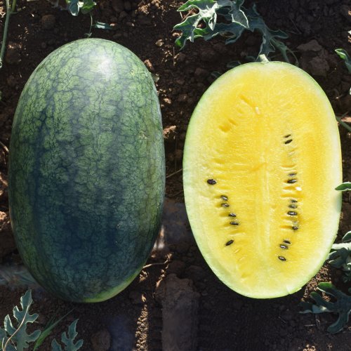 Арбуз Шуга Еллоу F1 (1000 с)