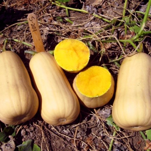 Тыква Аладдин F1