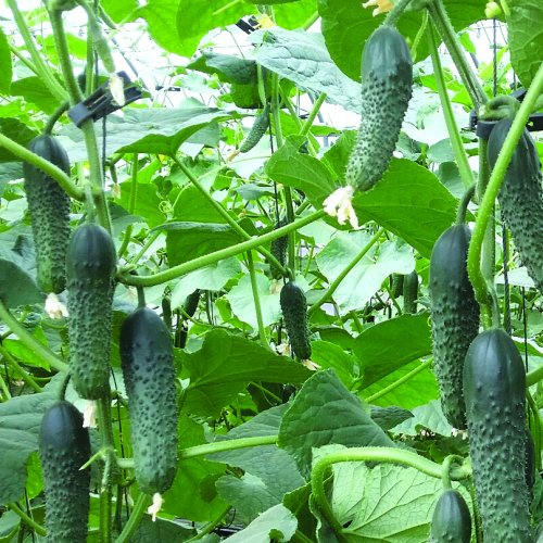 Огурец Стингер F1 (1000 с)