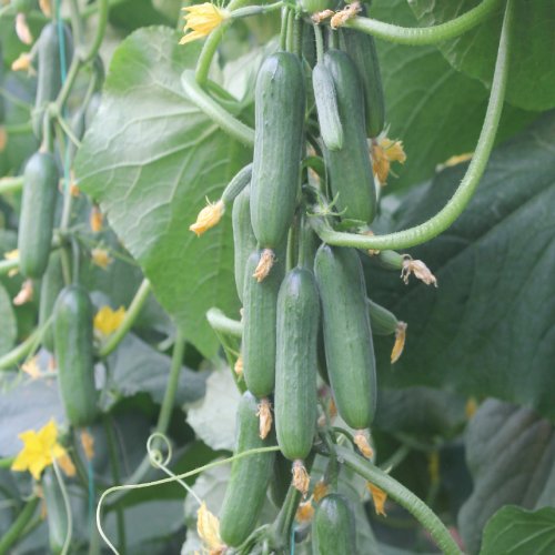 Огурец Питрак F1 (1000 с)