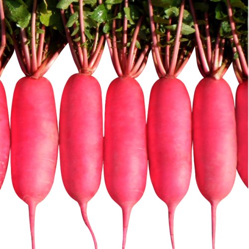 Дайкон Шай F1 (5000 с)