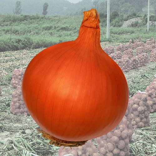 Лук репчатый Кумокх (250 000 с)