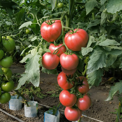 Томат Мама Роза F1 (1000 с)