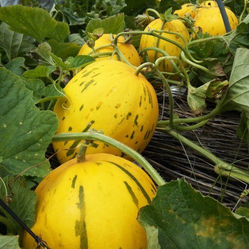 Дыня Принцесса Амидала F1 (1000 с)