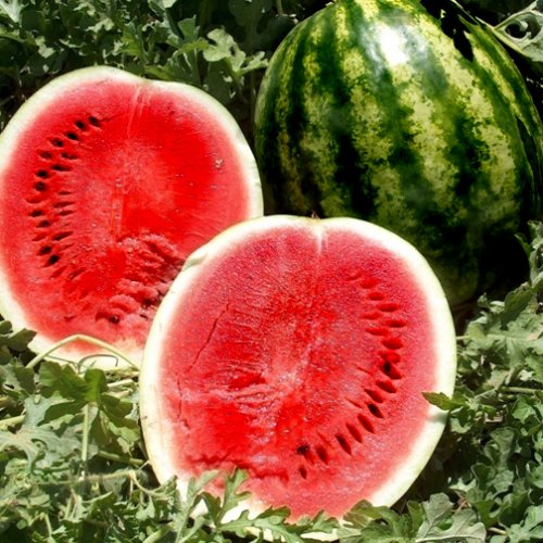 Арбуз  Бестия F1 (1000 с)