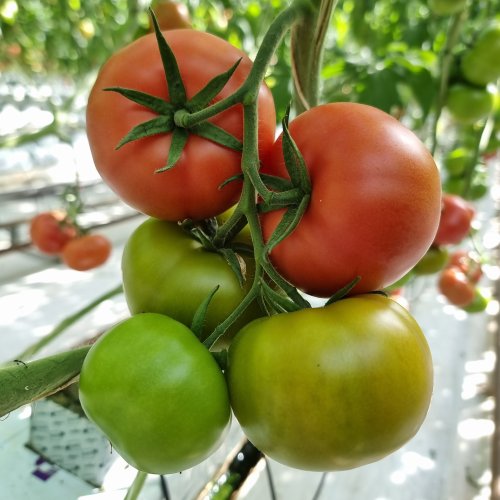 Томат Пинк Понг F1 (1000 семян) 