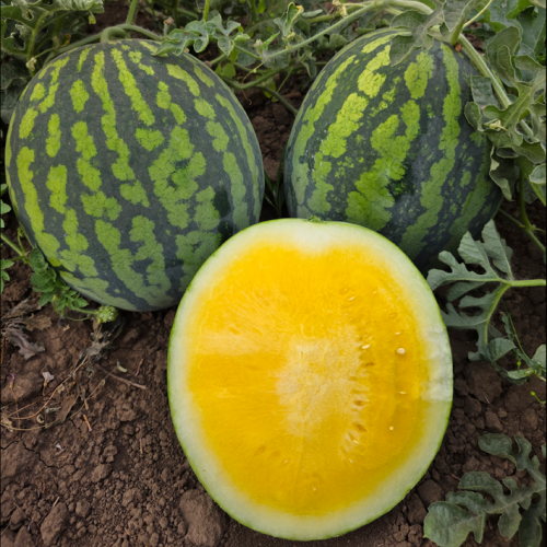 Арбуз Шафран F1 (1000 с)