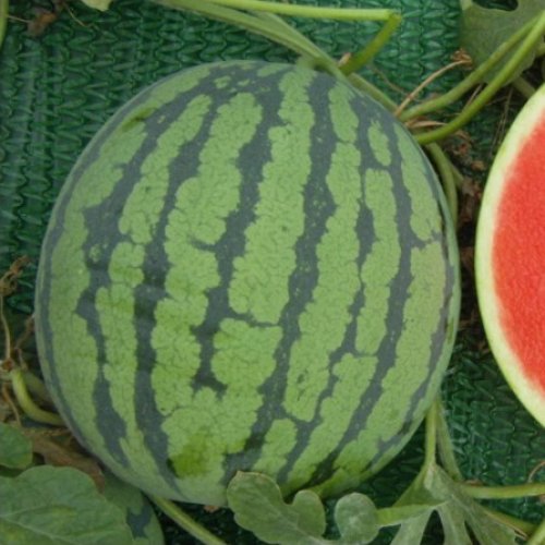 Арбуз Ингви F1 (1000 с)