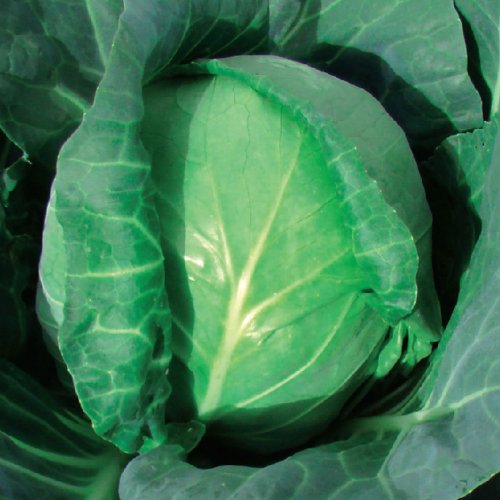 Капуста б/к Фора F1 (1000 с)