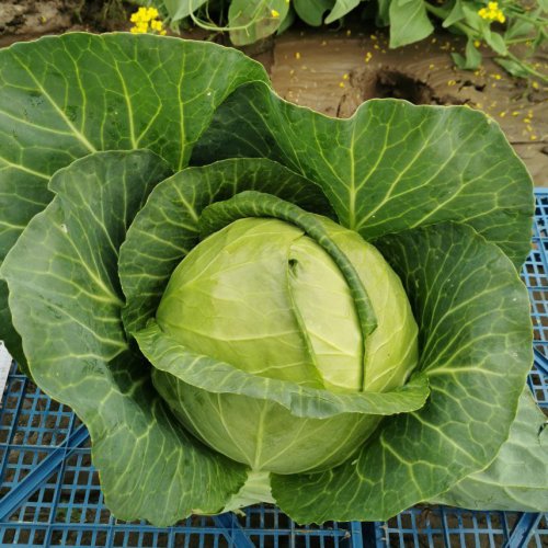 Капуста б/к СараПак F1 (1000 с)