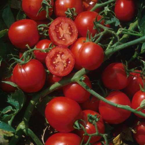 Томат Бинго F1 (1000 с)