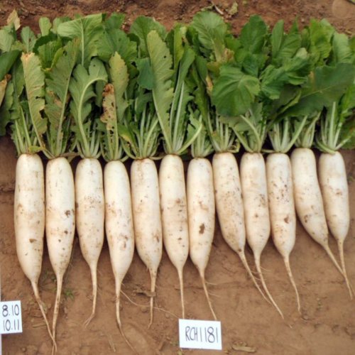 Дайкон RCH1181 F1 (5000 с)