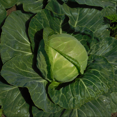 Капуста б/к Бильбо F1 (1000 c)