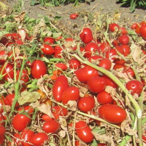 Томат Минимарцано F1 (5000 с)