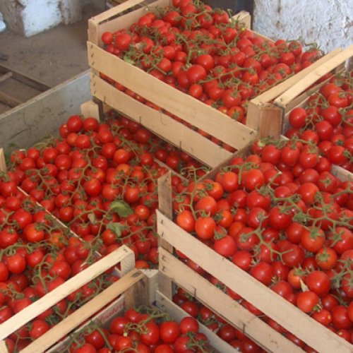 Томат Кимберлино F1 (5000 с)