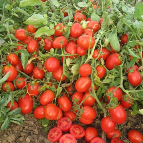 Томат Уно Россо F1 (5000 с)