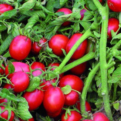 Томат UG3002 F1 (5000 с)