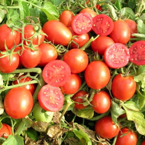 Томат Бравадо F1 (5000 с)