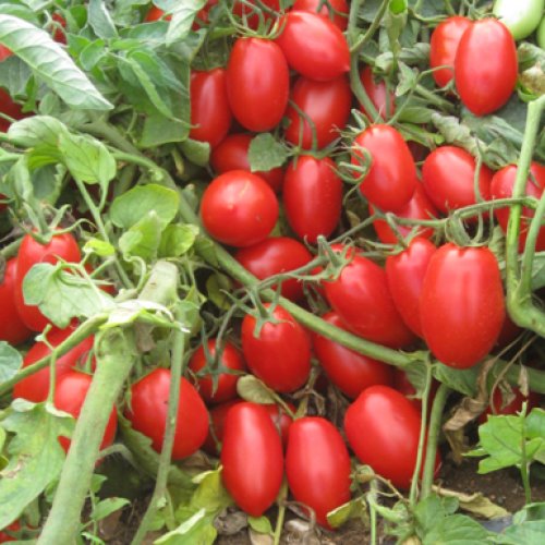 Томат Чезарино F1 (5000 с)