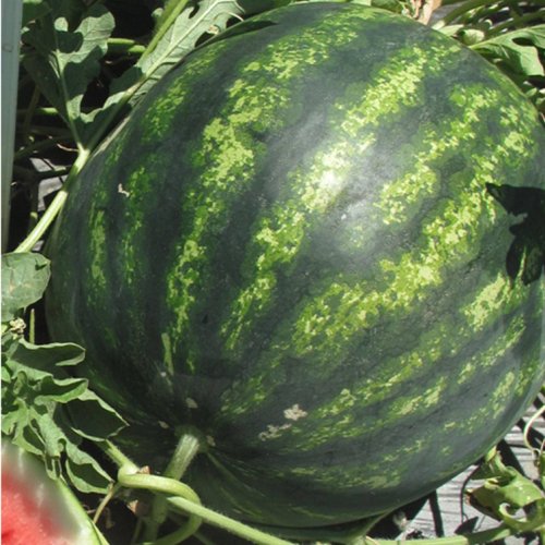 Арбуз Мега 4 Цвета F1 (1000 с)