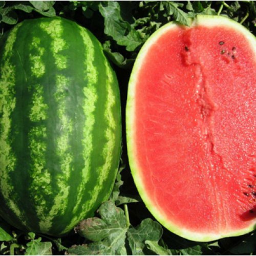 Арбуз Призматика F1 (1000 с)